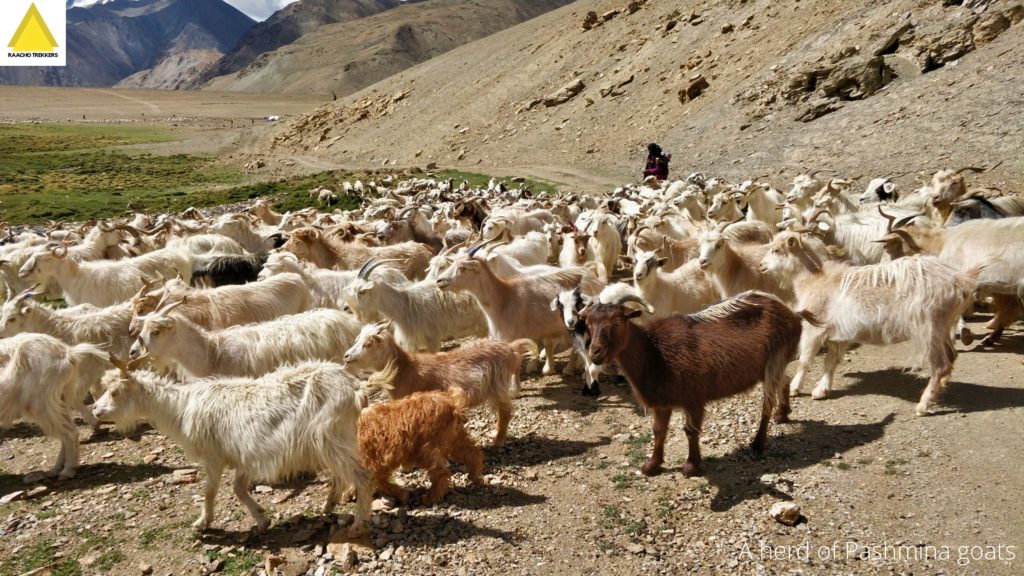 A herd of Pashmina goats in Changthang