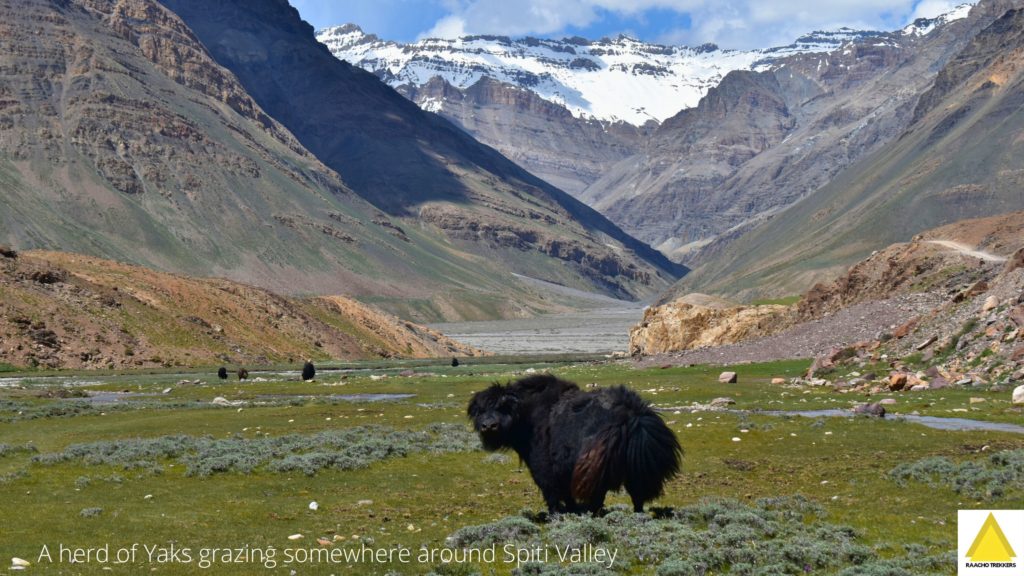 A herd of Yaks grazing on meadows below Parang La pass (on Spiti side)