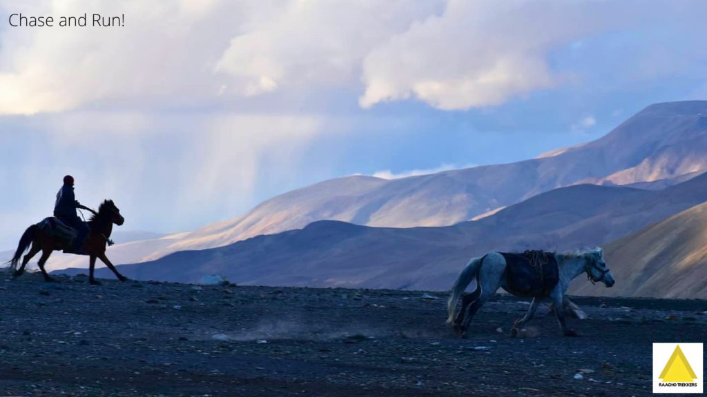 Riding horses in Changthang valley of Ladakh