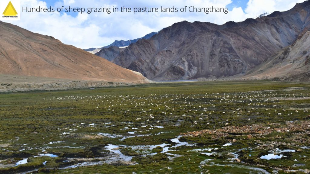 Sheep grazing in a weland pasture of Changthang region of Ladakh