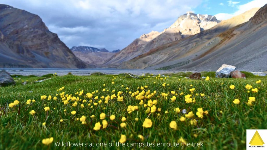 Wildflowers at campsite along Pare chu river