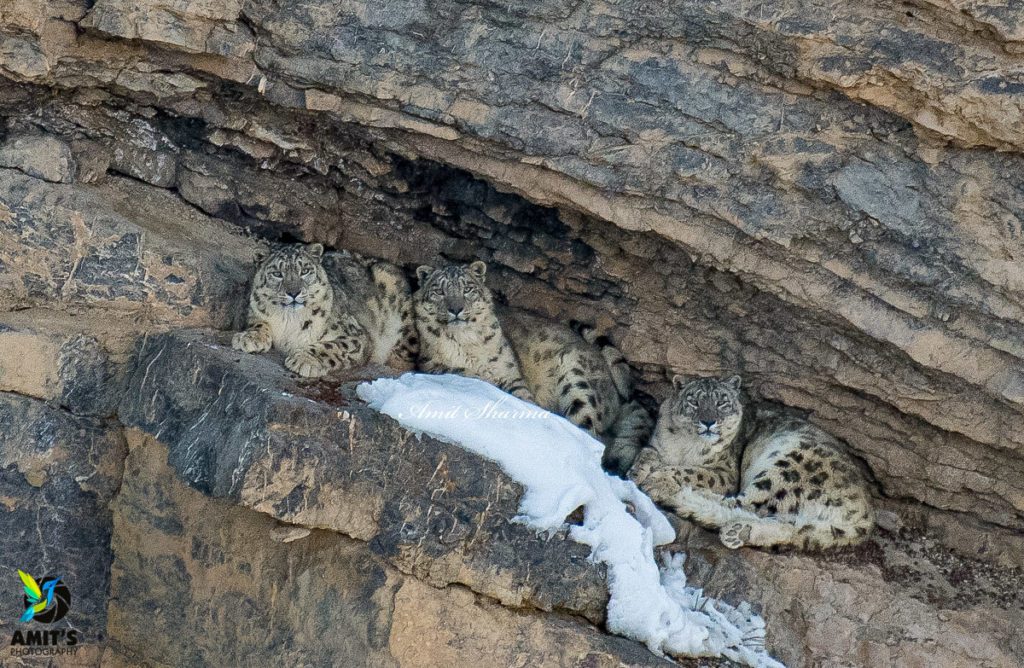 Snow Leopard Photo Tour in Spiti Valley (Kibber WLS)