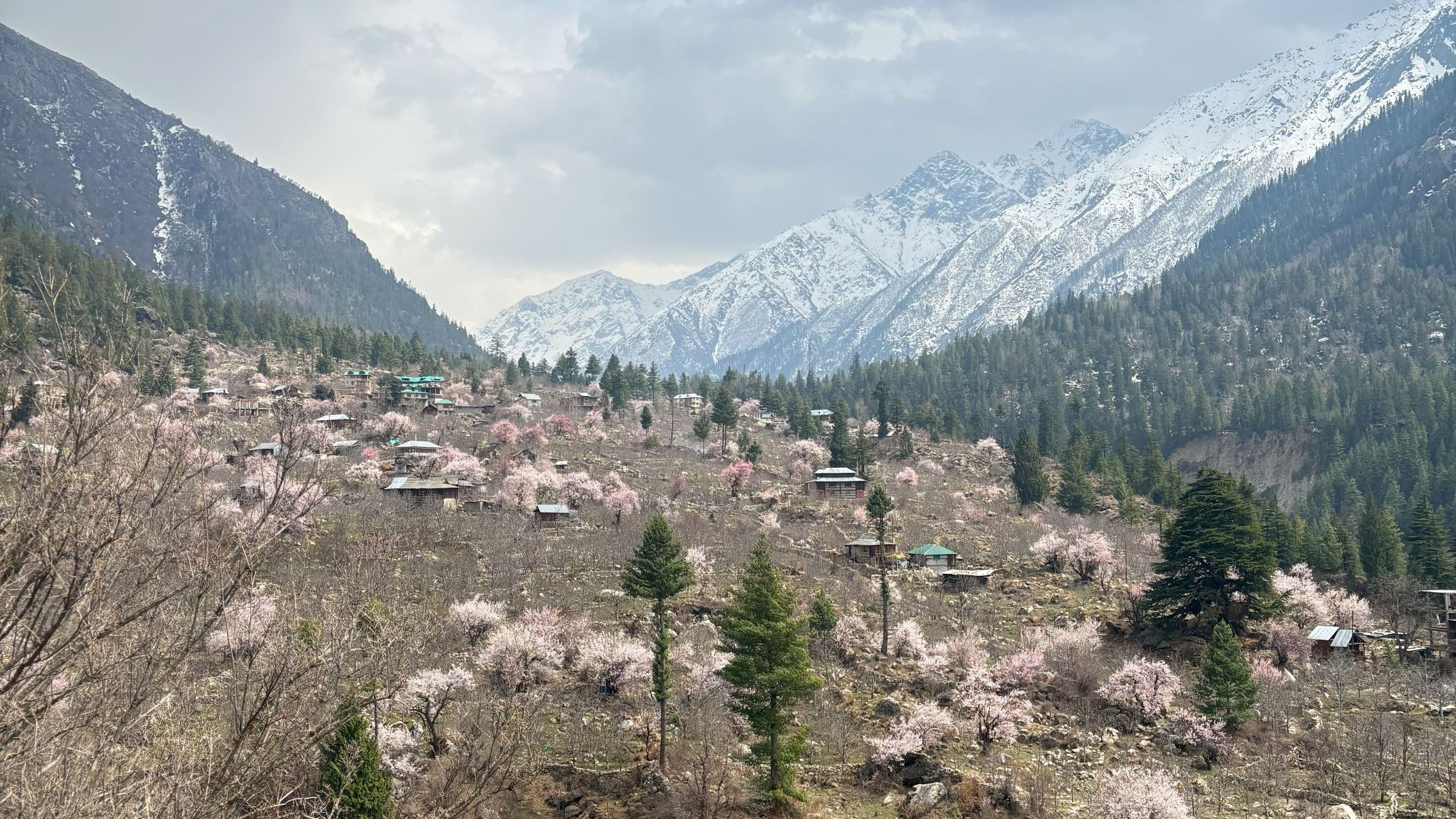 Apricot trees blooming in Rakchham village of Sangla valley