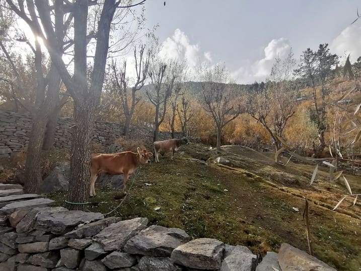 Cows in Kalpa