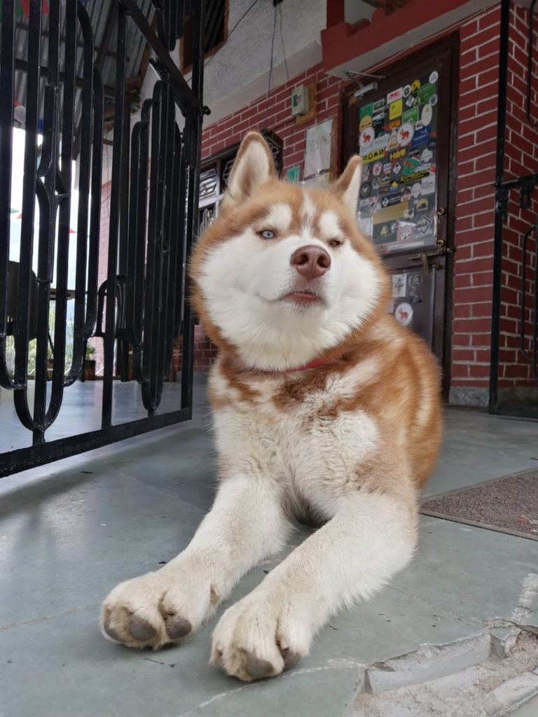 A Husky dog in Kalpa