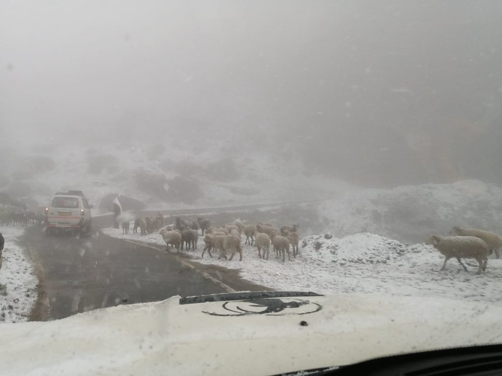 Sheep & goats on Kalpa-Roghi village
