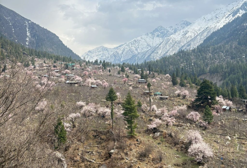 Apricot trees blooming in Rakchham village in early April
