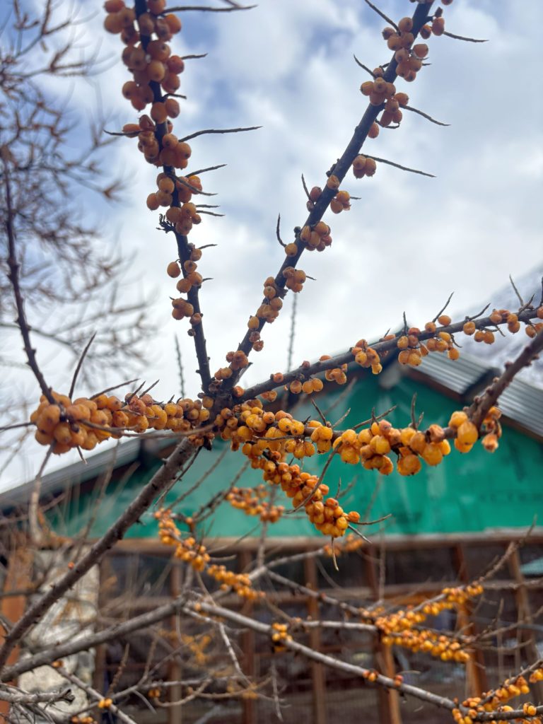 Ripened berries on Seabuckthorn tree in Rakcham
