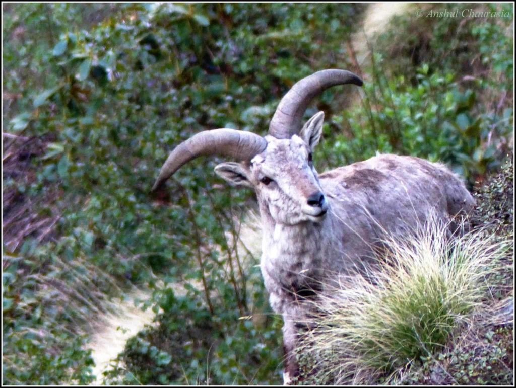A male Bharal ( Himalayan blue sheep )