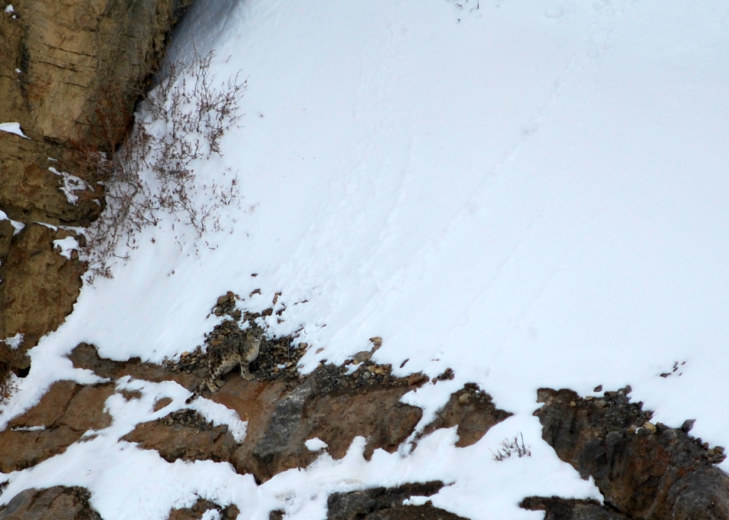 Gazing snow leopard