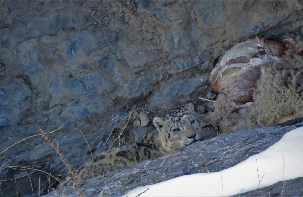 Curious cat - Spiti snow leopard trail