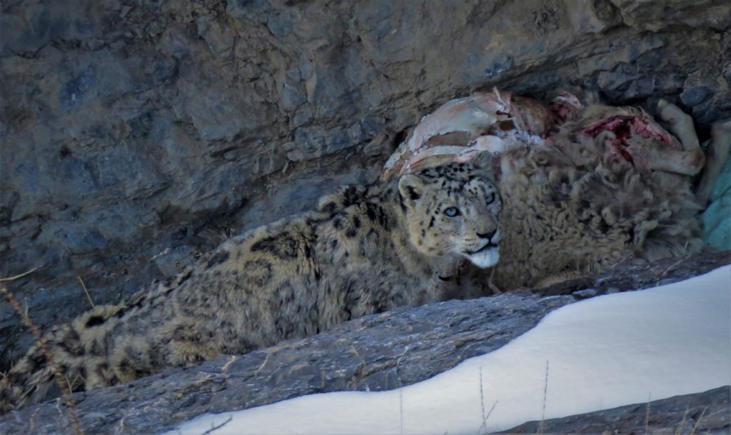 Protecting the kill - Spiti snow leopard trail
