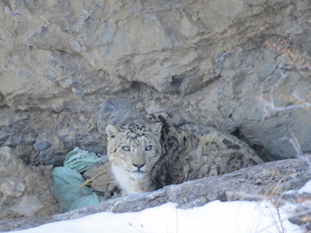 Snow leopard, Kibbar Wildlife | Santuary Spiti Snow leopard trail