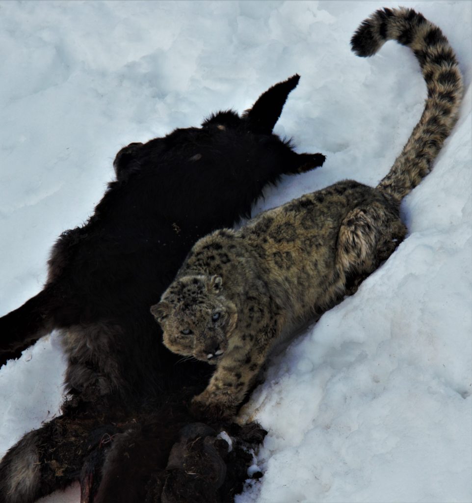 Snow leopard pouncing on prey