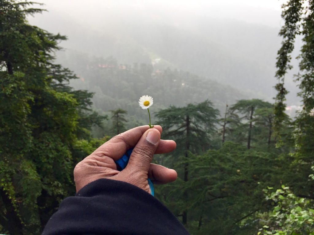 Flower of the lesser Himalaya