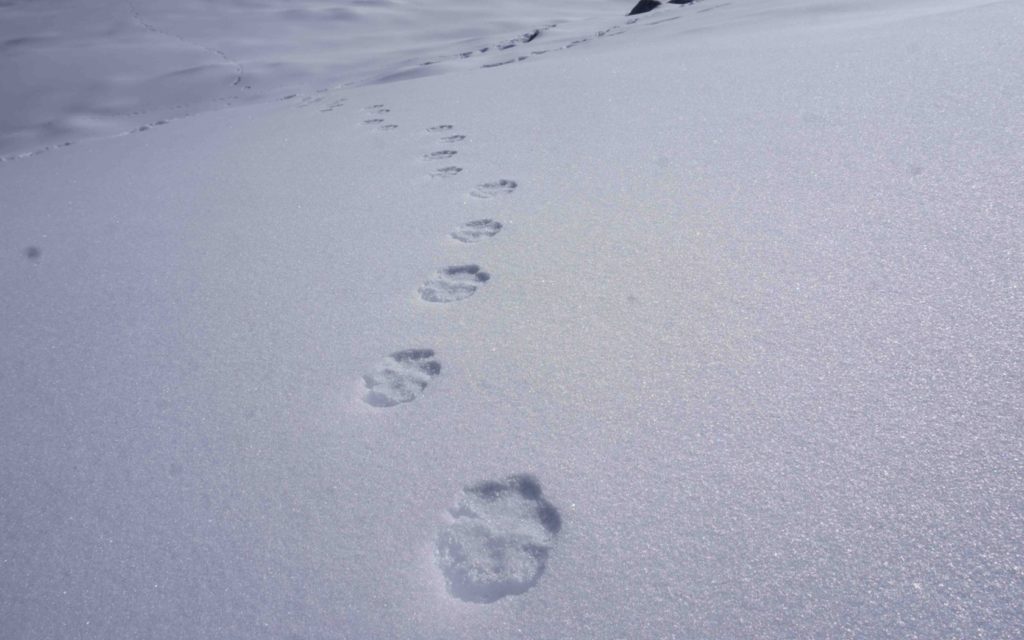 Pugmarks of a snow leopard near Charang-Chitkul pass
