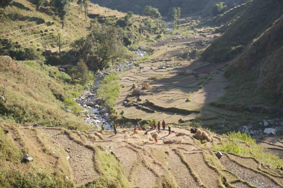 Terraced fields of wheat in Nepal