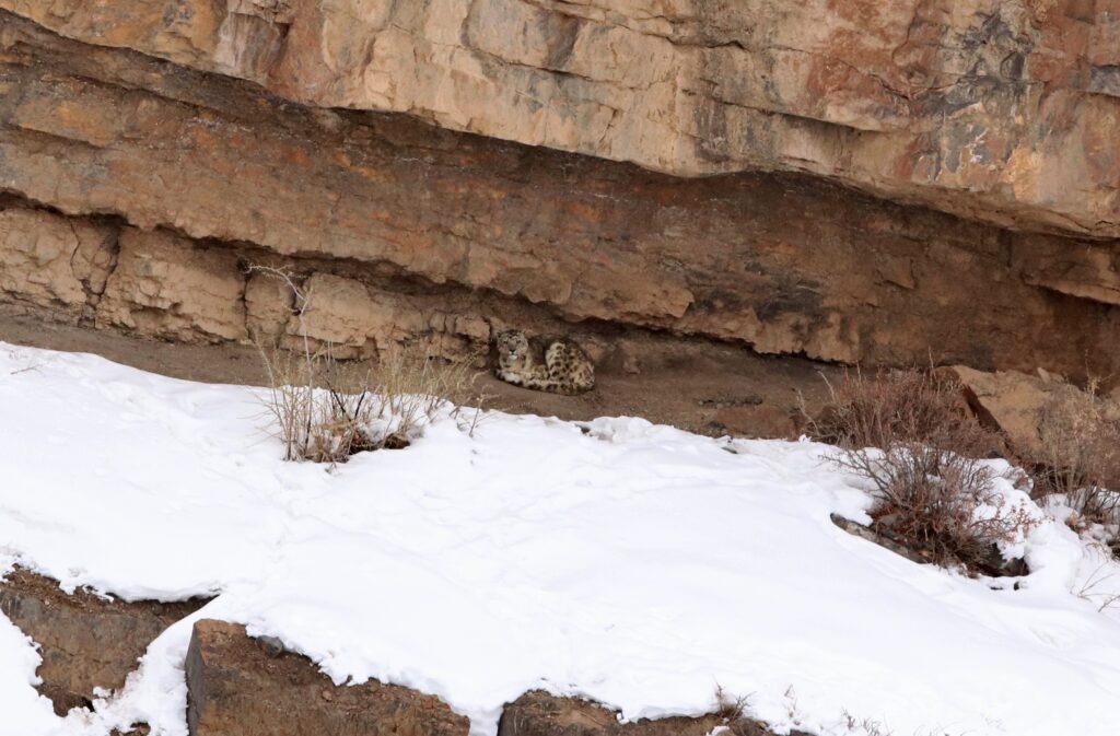A snow leopard prowling along a craggy ridge, its grey coat blending into  the rocky terrain