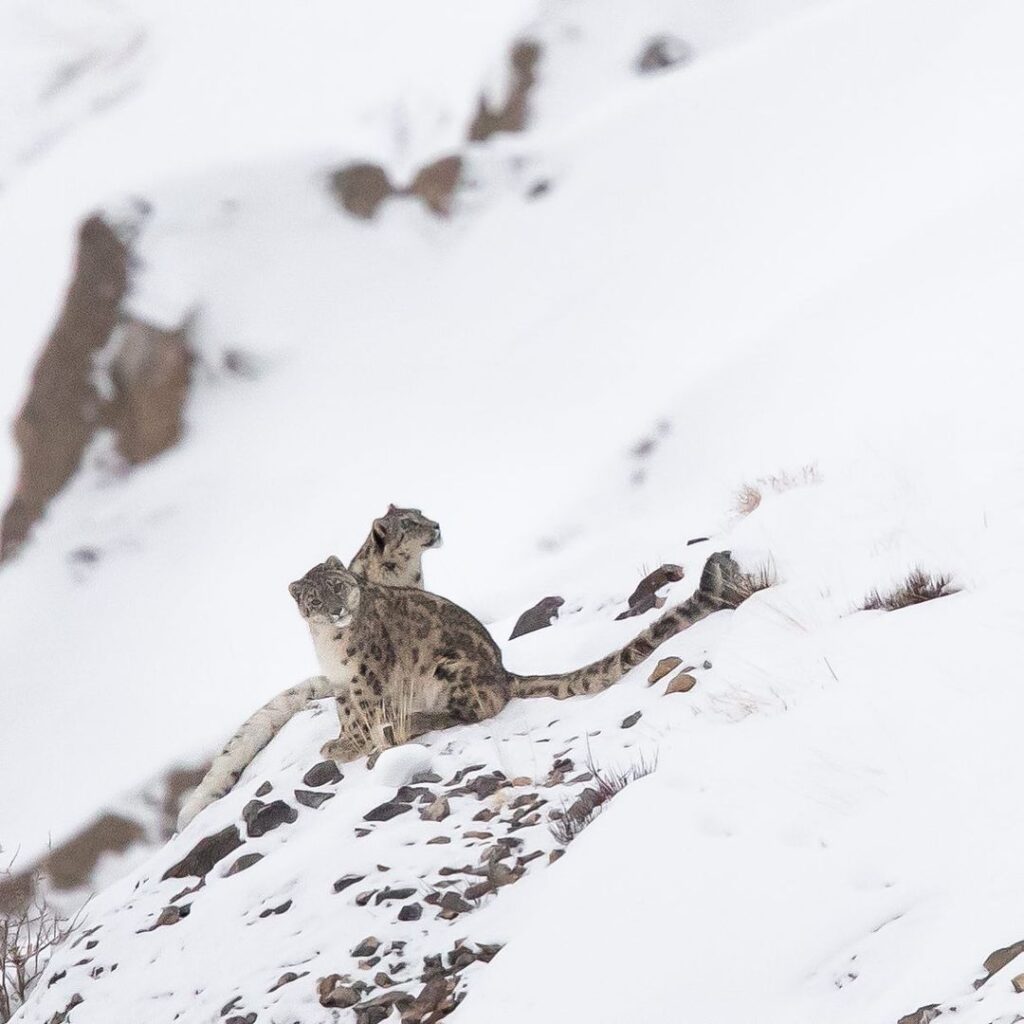 Spotting Snow Leopards Of Kibber (in Spiti Valley)