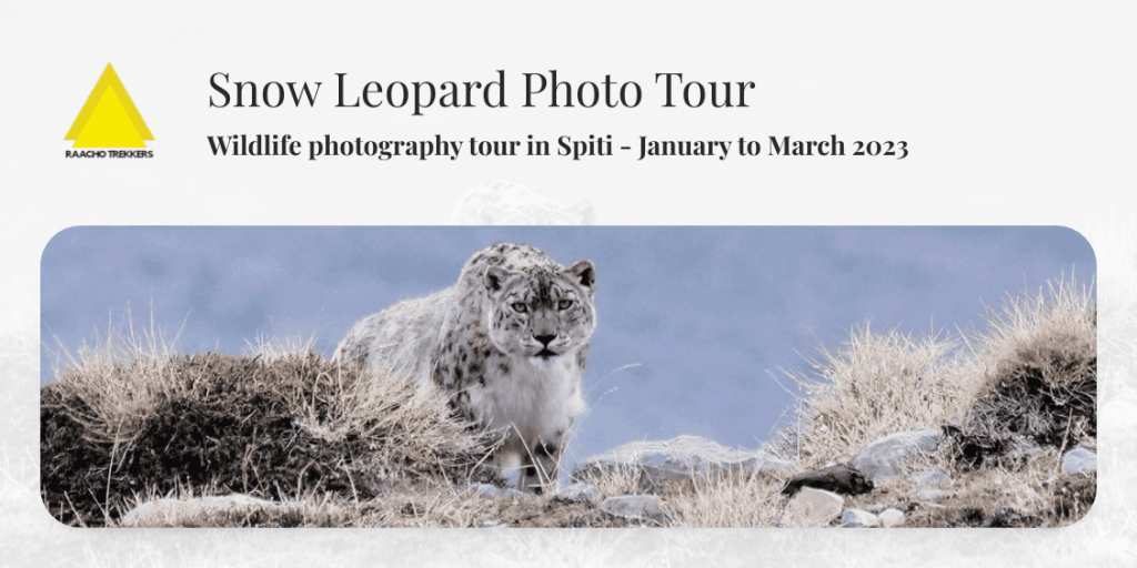 Crouching snow leopard spotted in Kibber