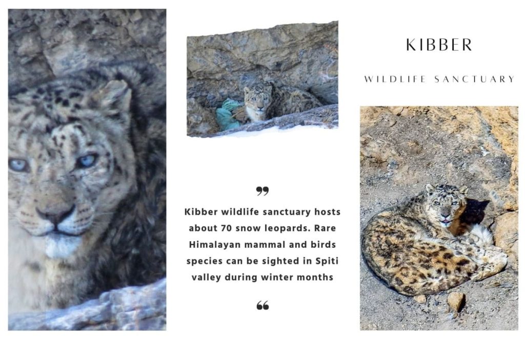 Population of Snow Leopards in Kibber Wildlife Sanctuary of Himachal Pradesh