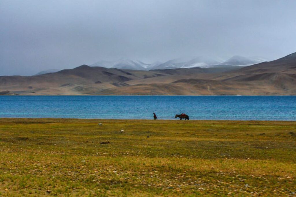 A herder grazing horse on a grassland by the Tso Moriri Lake